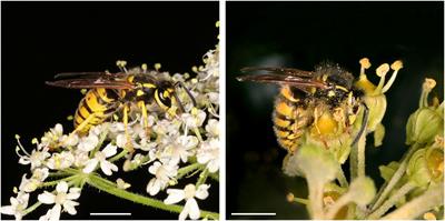 Olfactory and Visual Floral Signals of Hedera helix and Heracleum sphondylium Involved in Host Finding by Nectar-Foraging Social Wasps